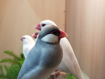 Close-up of a bird