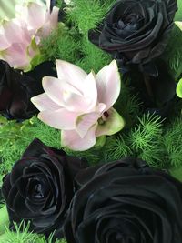 Close-up of pink flowers