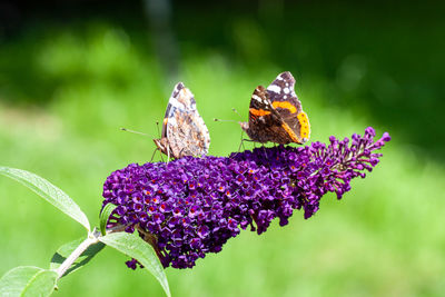 Close-up of butterfly pollinating on purple flower