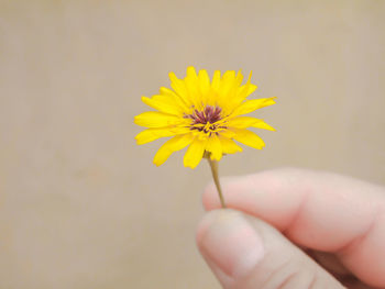 Close-up of hand holding yellow flower