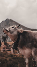 Close-up of cow standing on land against sky