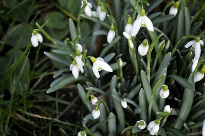 Close-up of white flowers blooming outdoors