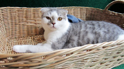 Close-up of cat relaxing in basket