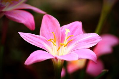 Close-up of pink day lily blooming outdoors