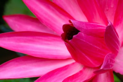 Close-up of pink flower