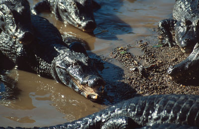 High angle view of water with alligators