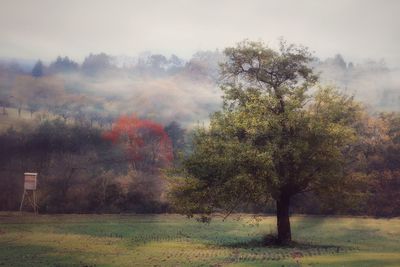 Trees on field against sky during foggy weather