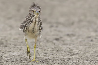 Close-up of bird perching on a field