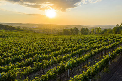 Scenic view of vineyard against sky during sunset