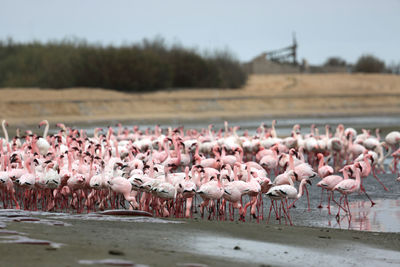 Flock of birds in the lake