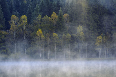 Scenic view of forest