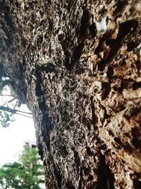 Low angle view of lichen on tree trunk