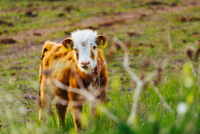 Calf on pasture