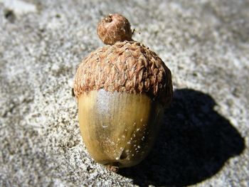 Close-up of seashell on beach