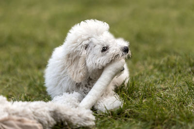 White poodle puppy playing in the garden outdoors