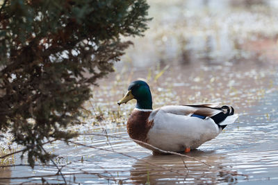 duck swimming