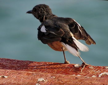 Close-up of bird perching on retaining wall