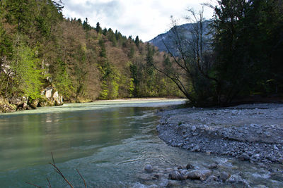 Scenic view of river in forest against sky
