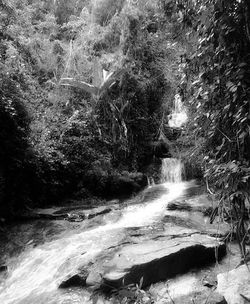 Scenic view of waterfall in forest