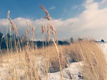 Panoramic view of land against sky during winter