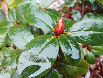 Close-up of fresh green leaves