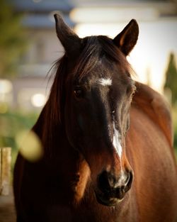 Close-up portrait of a horse