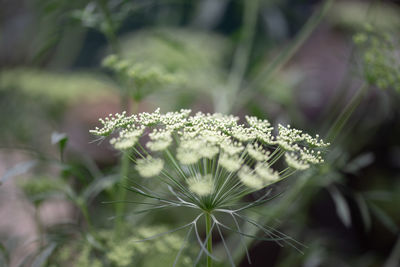 Close-up of white flowering plant on field