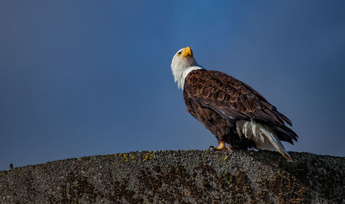 Low angle view of eagle perching on rock