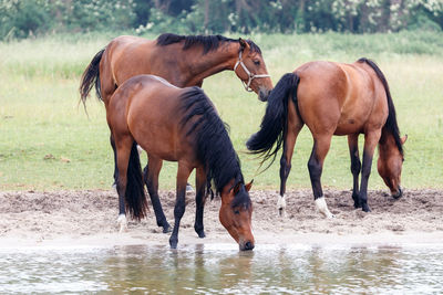 Horses in a horse