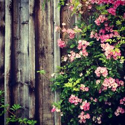 Pink flowers blooming on tree