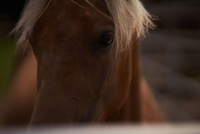 Close-up of a horse in ranch