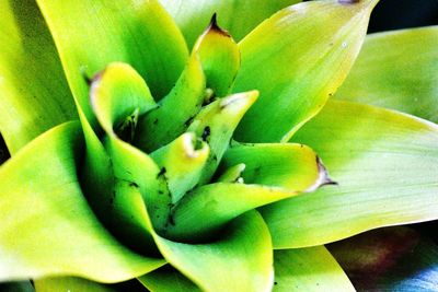 Full frame shot of white flower