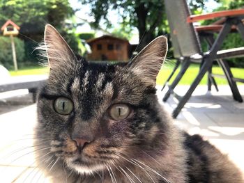 Close-up portrait of a cat