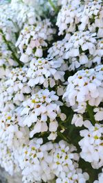 Close-up of white flowering plant