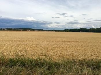 Scenic view of wheat field against clouds 