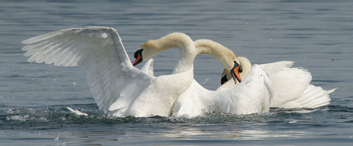 Swan, fight-club