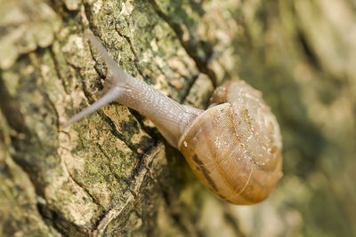 Close-up of snail on rock