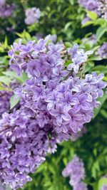 Close-up of purple flowering plants