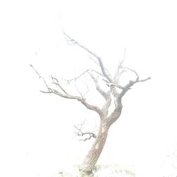 Bare tree against clear sky