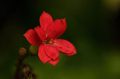 Close-up of red flower