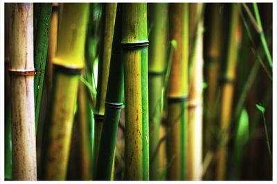 Close-up of bamboo