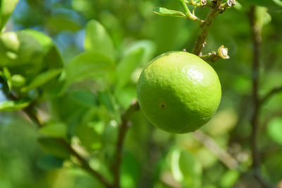 Close-up of lemon growing on tree in garden