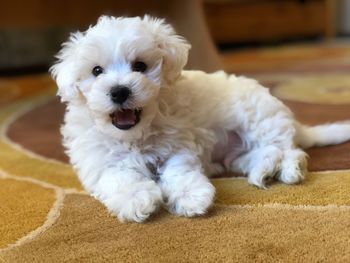 Portrait of white dog lying down