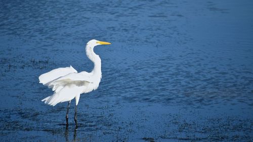 Swan on lake