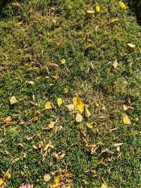 High angle view of maple leaves on field
