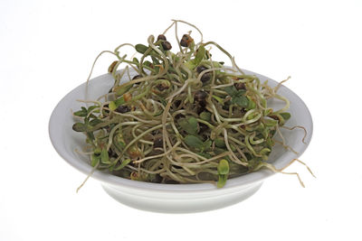 Potted plant against white background