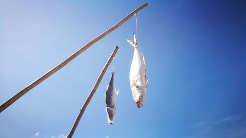 Low angle view of fish hanging against blue sky