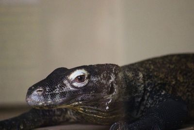 Close-up of lizard