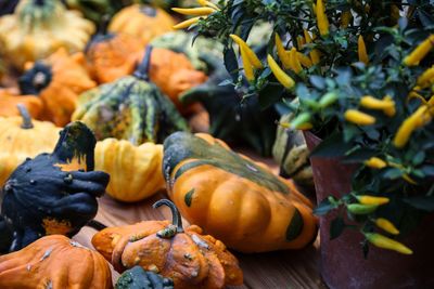 Close-up of pumpkins