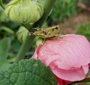 Close-up of insect on plant